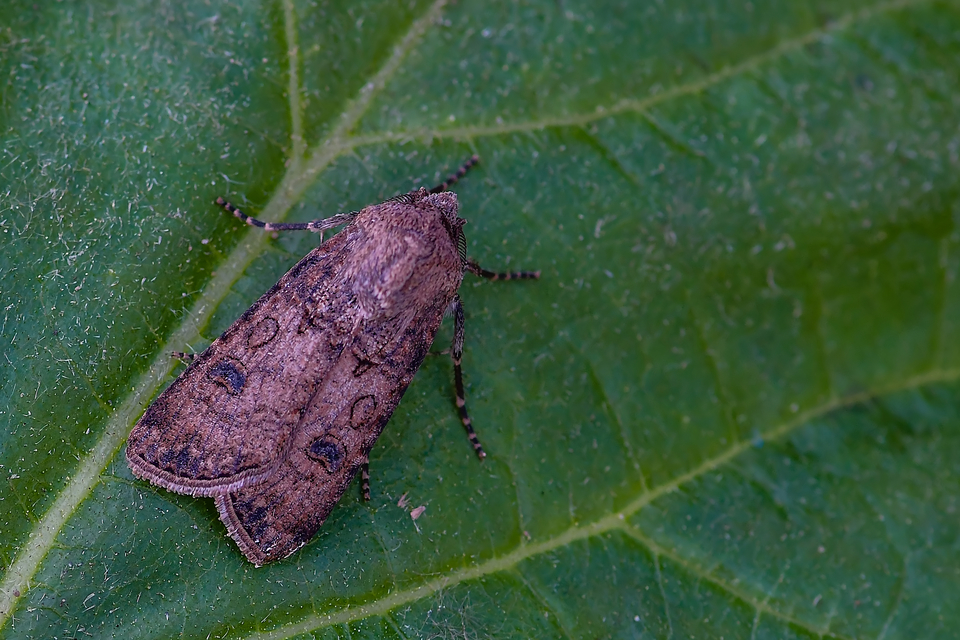 Agrotis segetum - vetési földibagoly