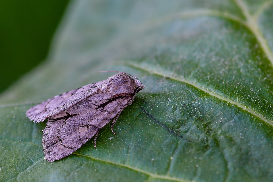 Acronicta cuspis/tridens/psi