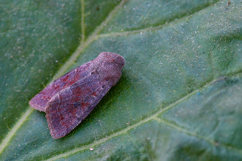 Orthosia incerta - változékony barkabagoly Orthosia incerta - változékony barkabagoly