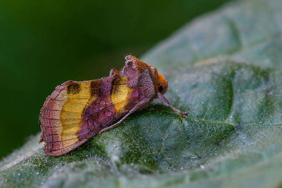 Diachrysia chrysitis - aranybagoly