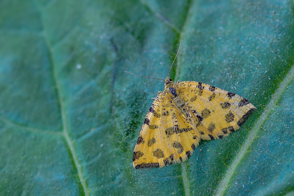 Pseudopanthera macularia - párducfoltos araszoló