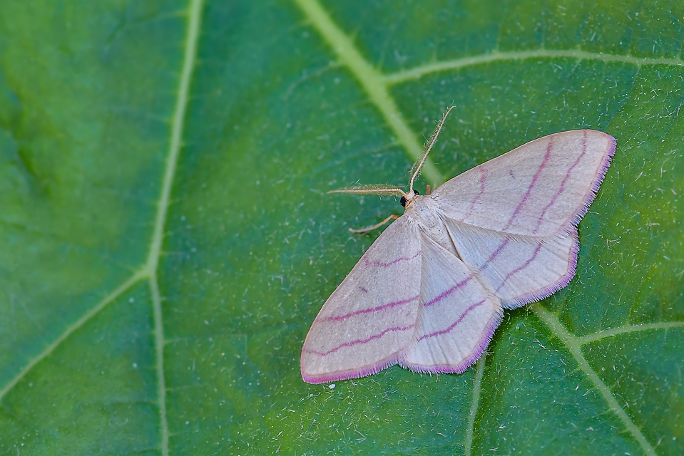 Rhodostrophia vibicaria - pirosszélű araszoló