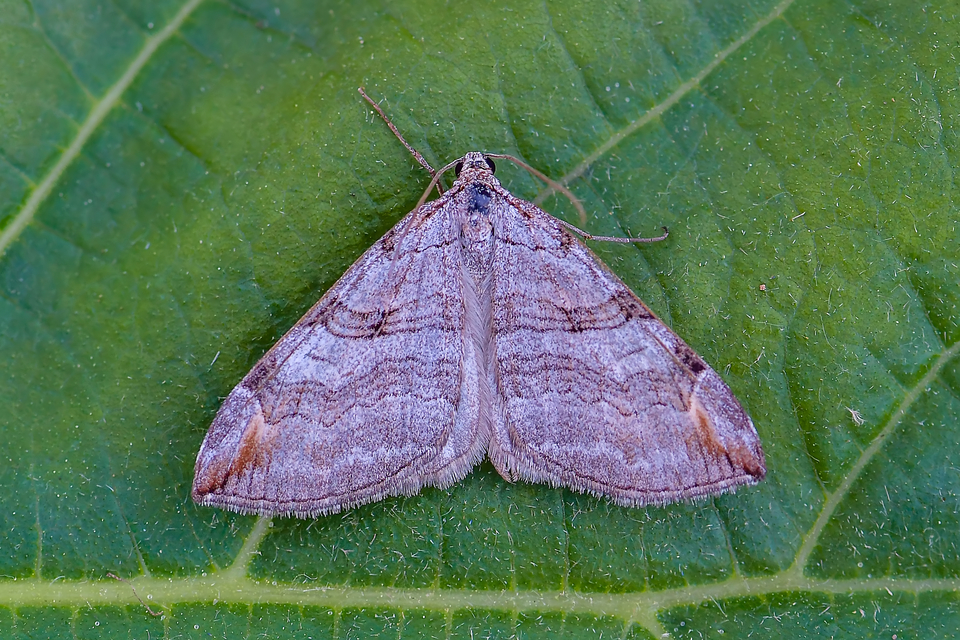 Aplocera efformata/plagiata