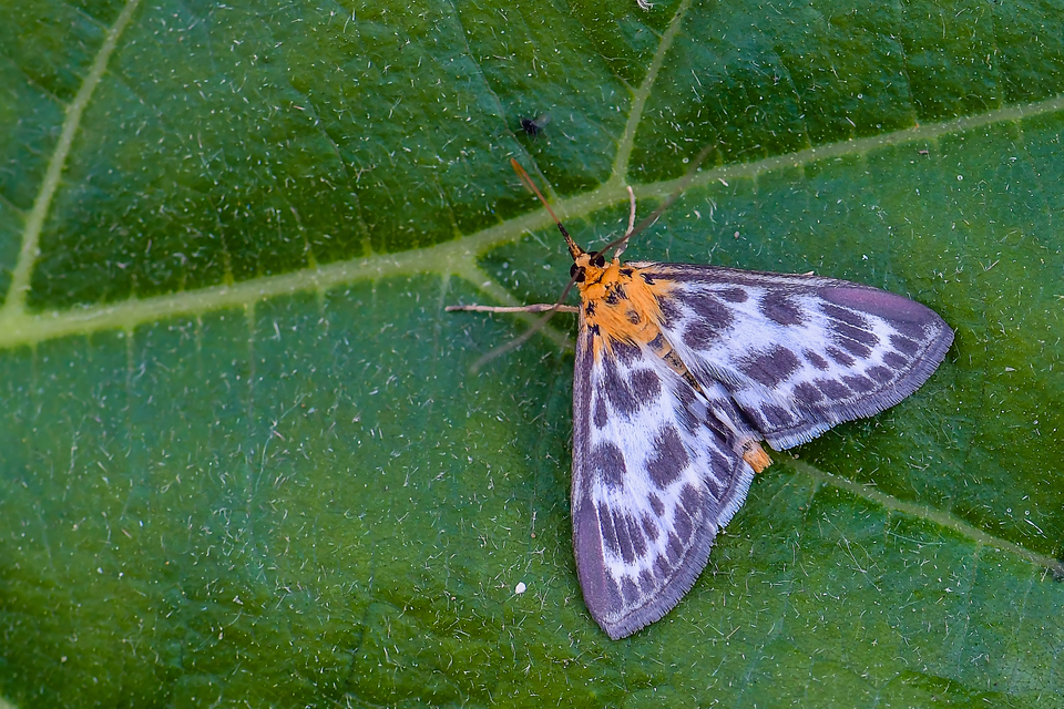 Anania hortulata - tarka csalánmoly