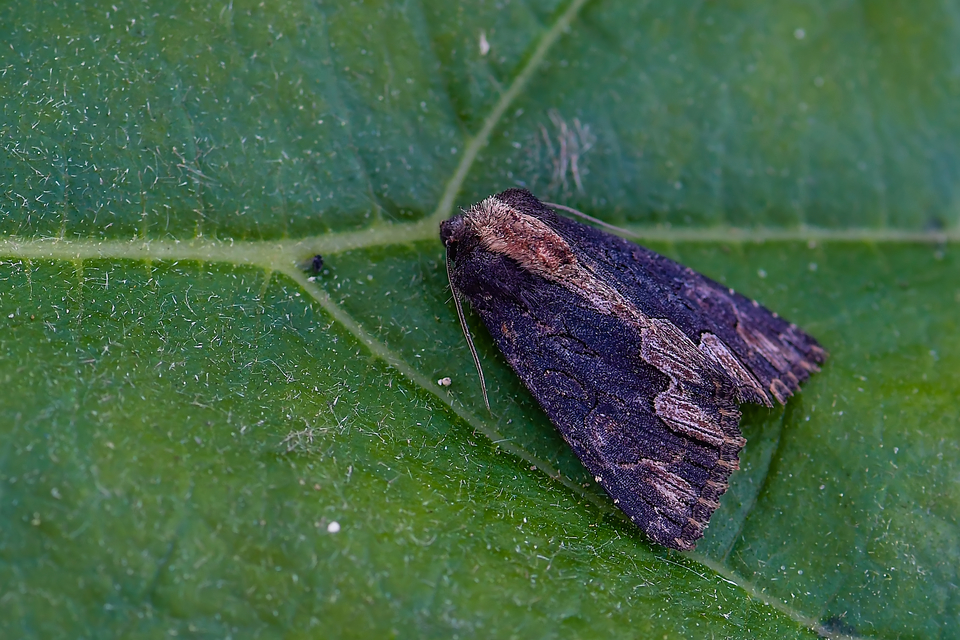 Dypterygia scabriuscula - szurokbarna nyáribagoly