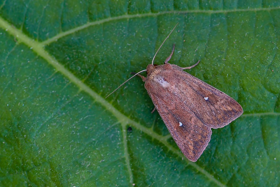 Mythimna albipuncta - fehérpettyes rétibagoly