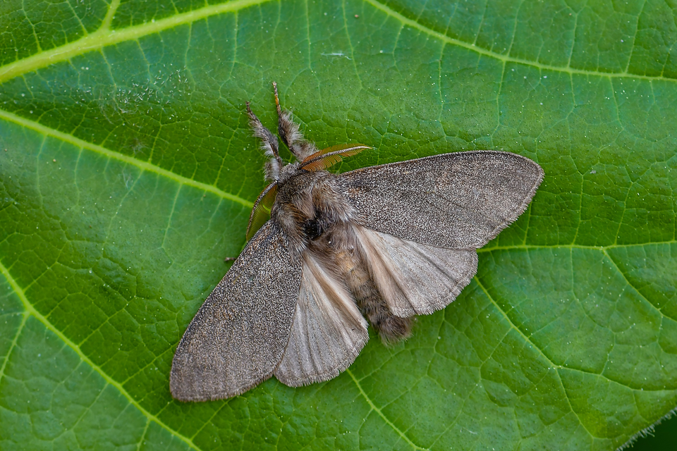 Calliteara pudibunda - hamvasszövő