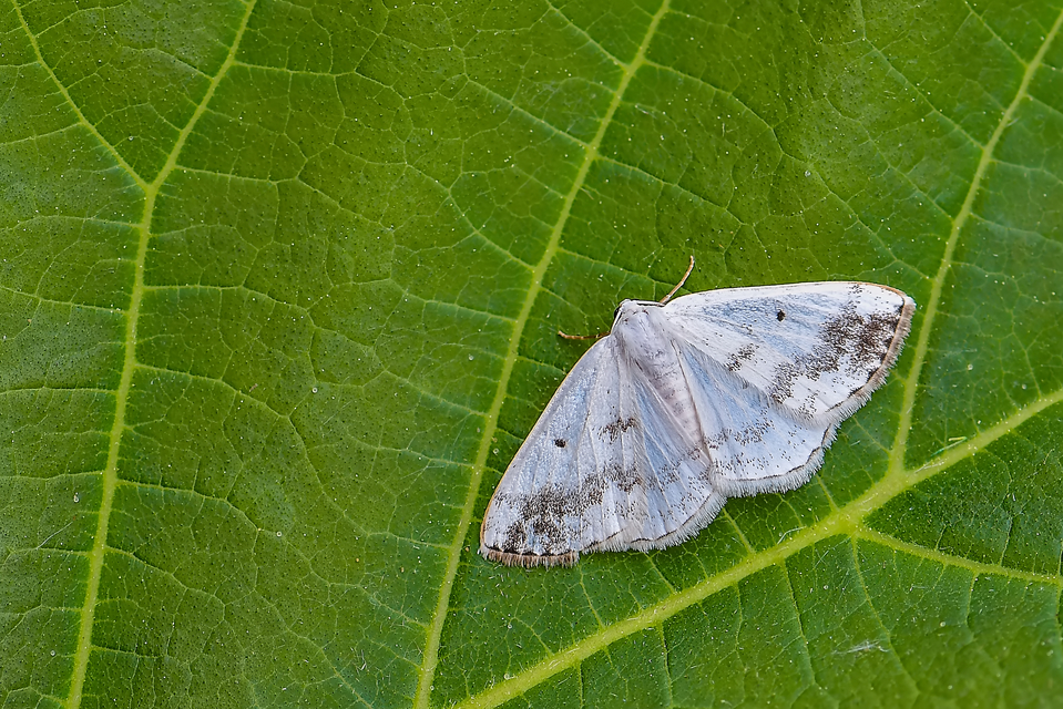 Lomographa temerata - foltos fehéraraszoló