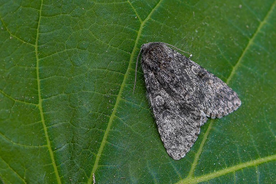 Acronicta megacephala - nagyfejű szigonyosbagoly