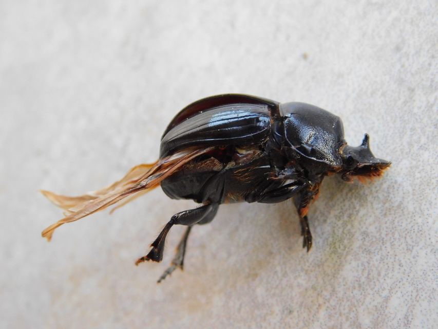 Copris lunaris - közönséges holdszarvú-ganéjtúró