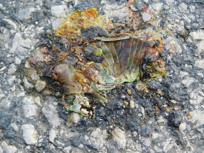 Polysarcus denticauda - fogasfarkú szöcske