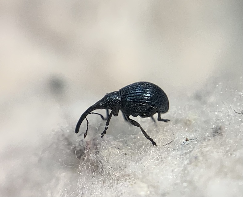 Mesotrichapion punctirostre - pontosorrú cickányormányos