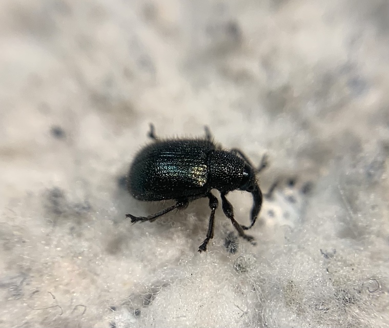Involvulus pubescens - szőrös eszelény
