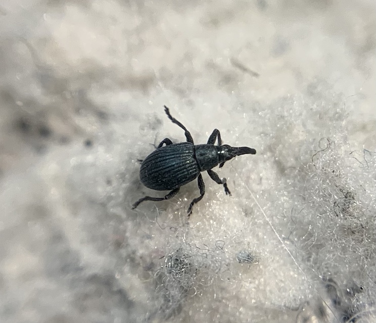 Mesotrichapion punctirostre - pontosorrú cickányormányos