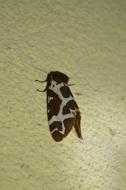 Arctia caja - közönséges medvelepke