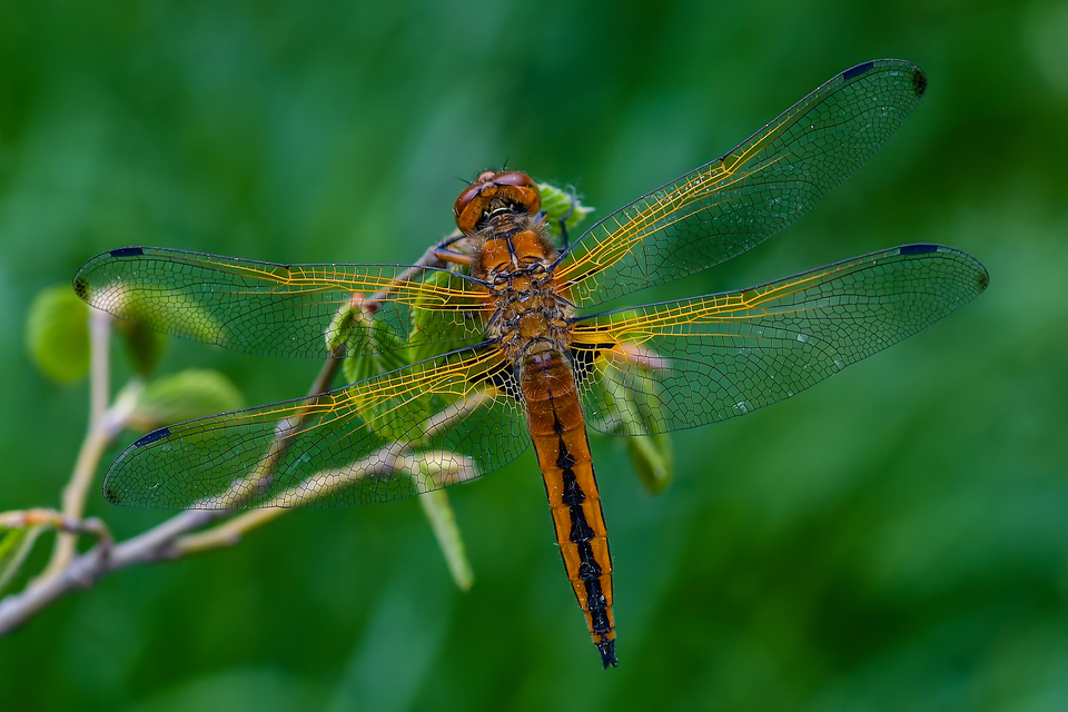 Libellula fulva - kisfoltos laposacsa