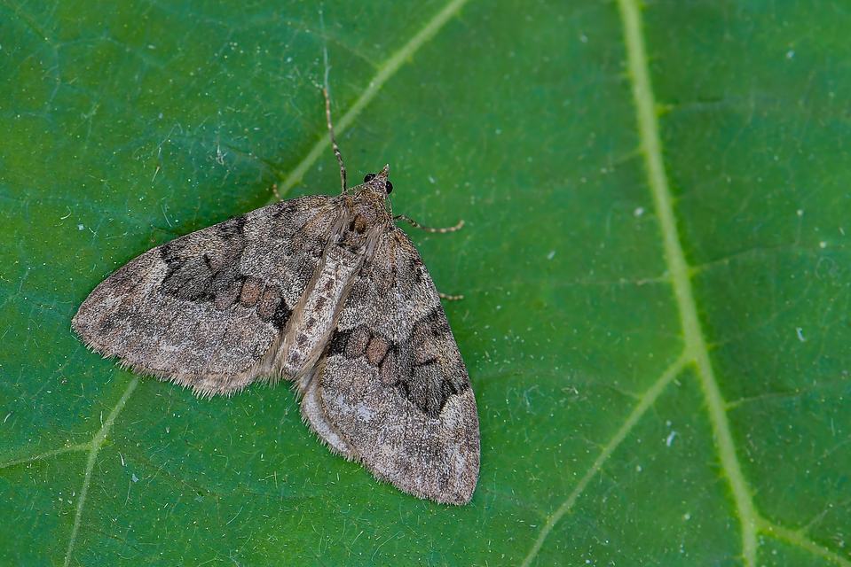 Thera variata/britannica