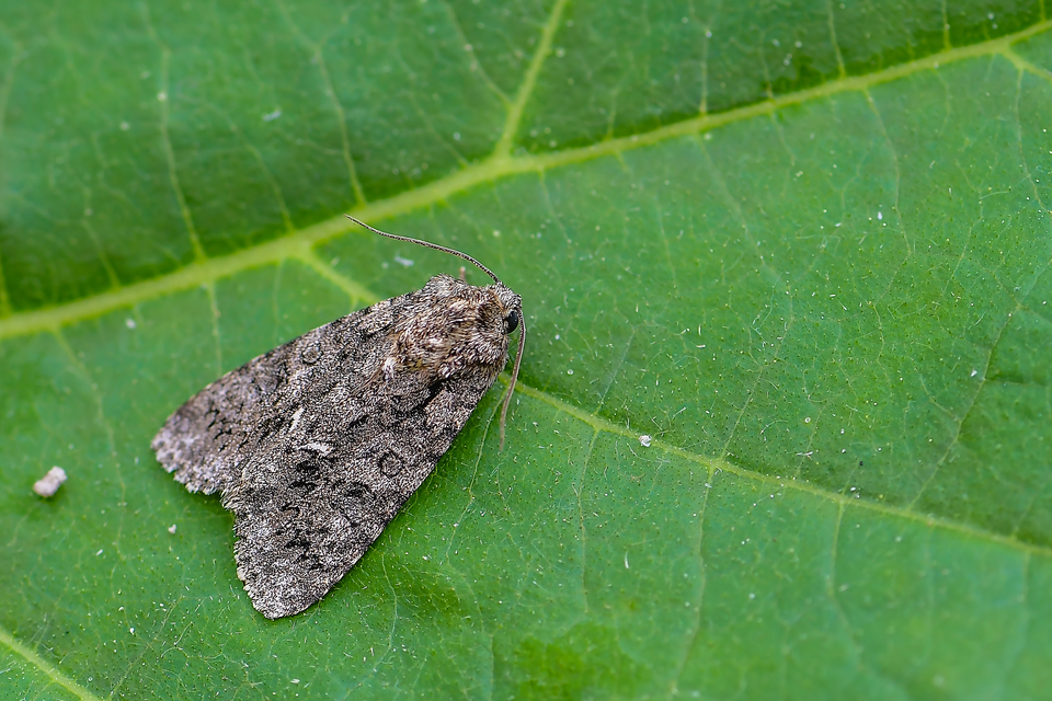 Acronicta rumicis - sóska-szigonyosbagoly