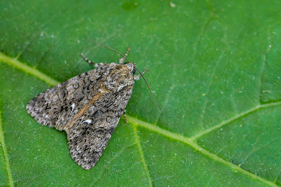 Acronicta rumicis - sóska-szigonyosbagoly