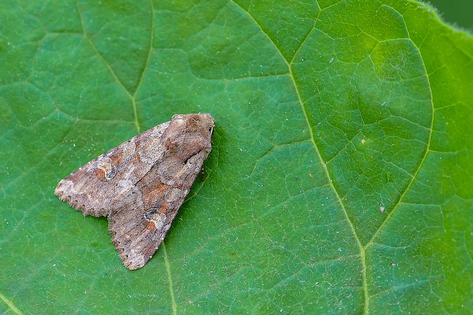 Apamea sordens - kalászrágó dudvabagoly