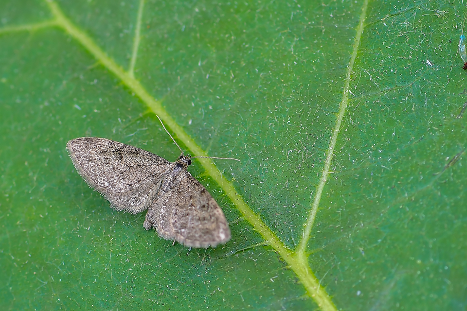 Eupithecia