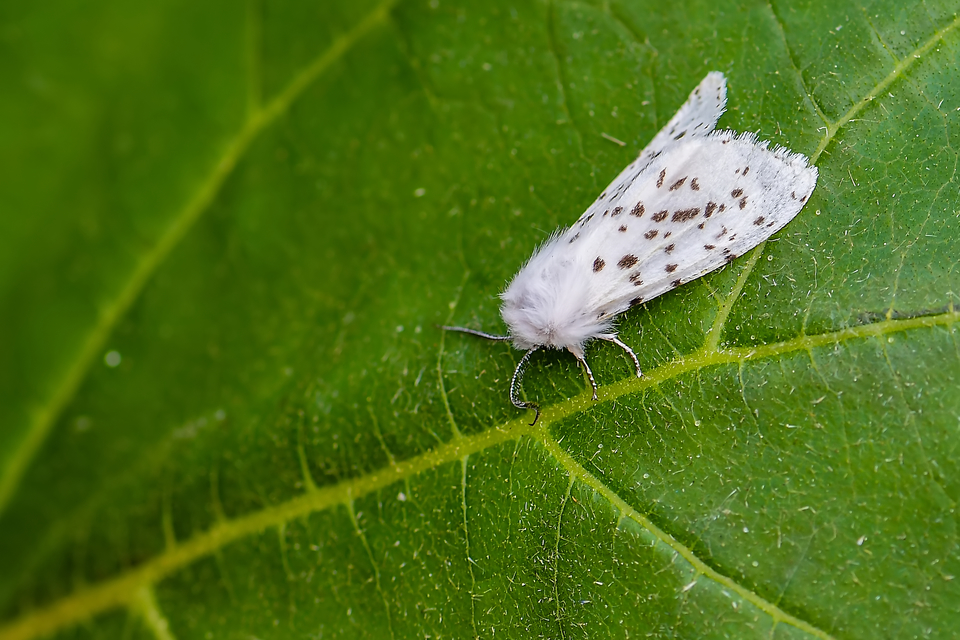 Hyphantria cunea - amerikai fehér medvelepke