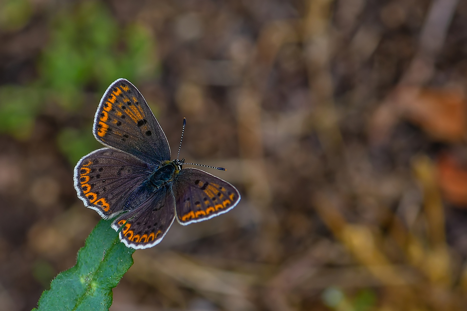 Lycaena tityrus - barna tűzlepke