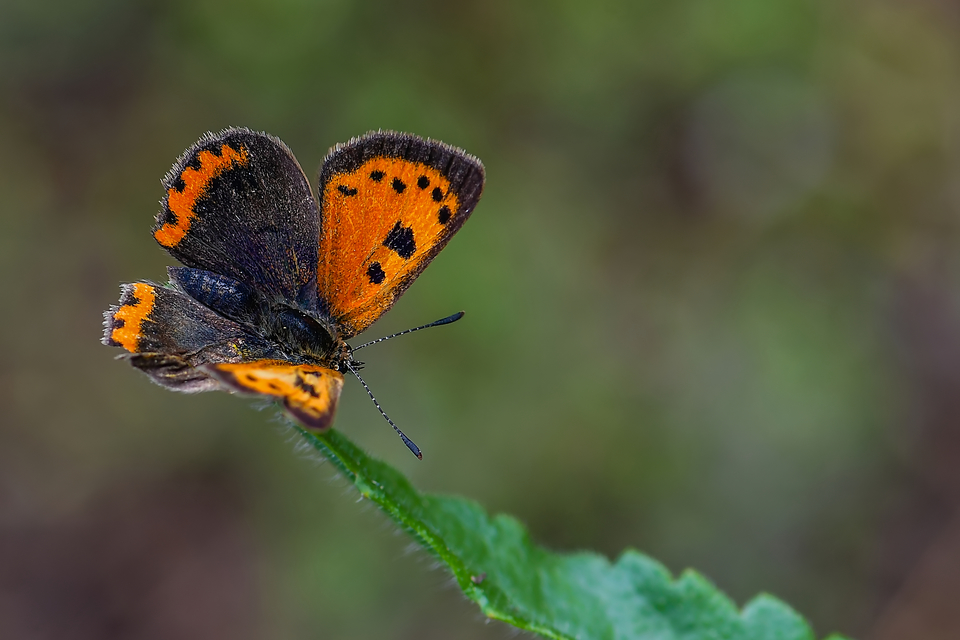 Lycaena phlaeas - közönséges tűzlepke