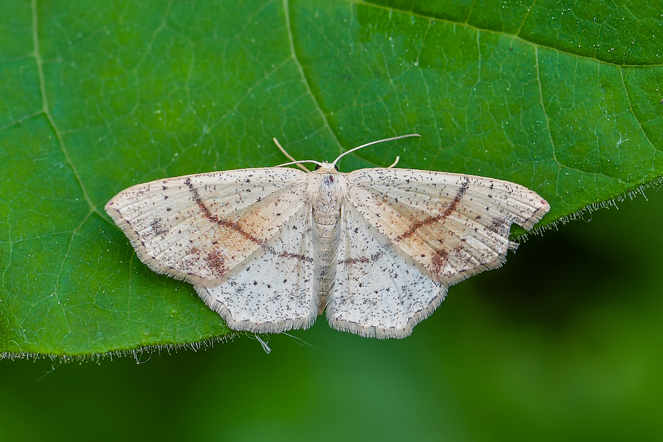 Cyclophora punctaria - sávos pettyesaraszoló