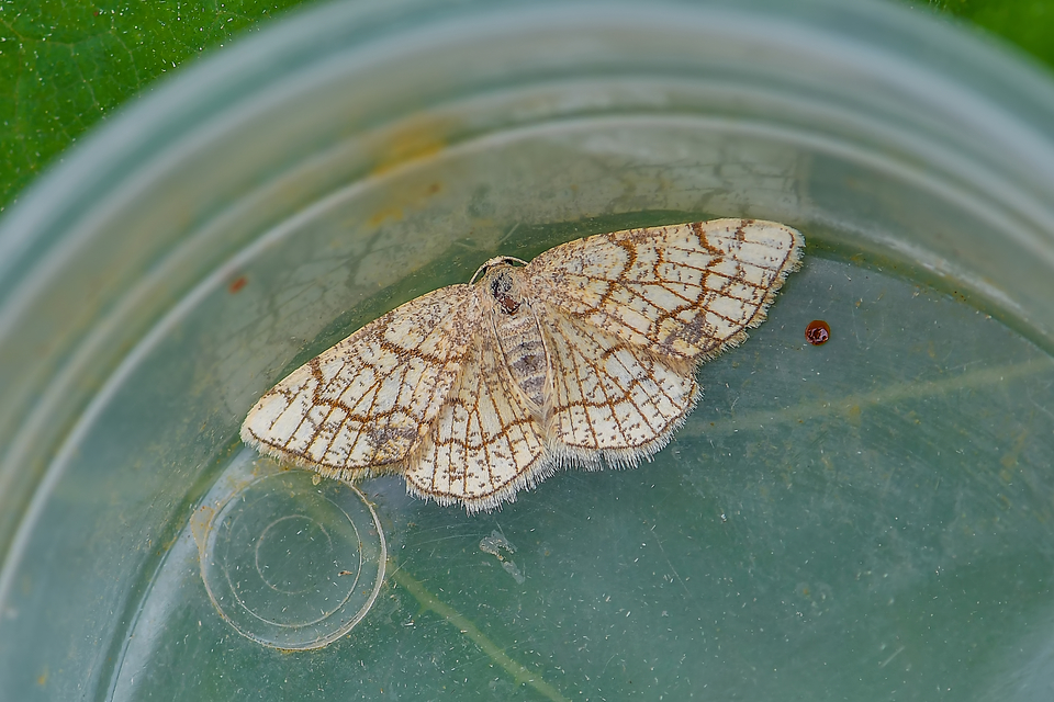 Stegania dilectaria - fehérnyár-araszoló