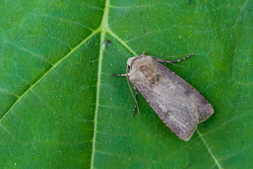 Agrotis exclamationis - felkiáltójeles földibagoly