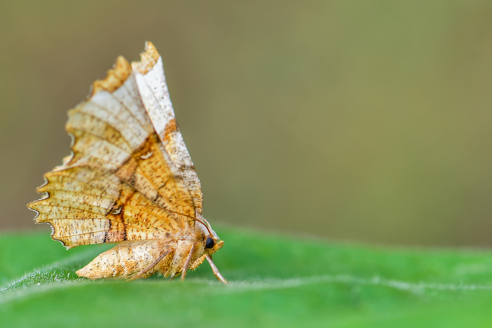 Selenia lunularia - egyfoltos holdasaraszoló