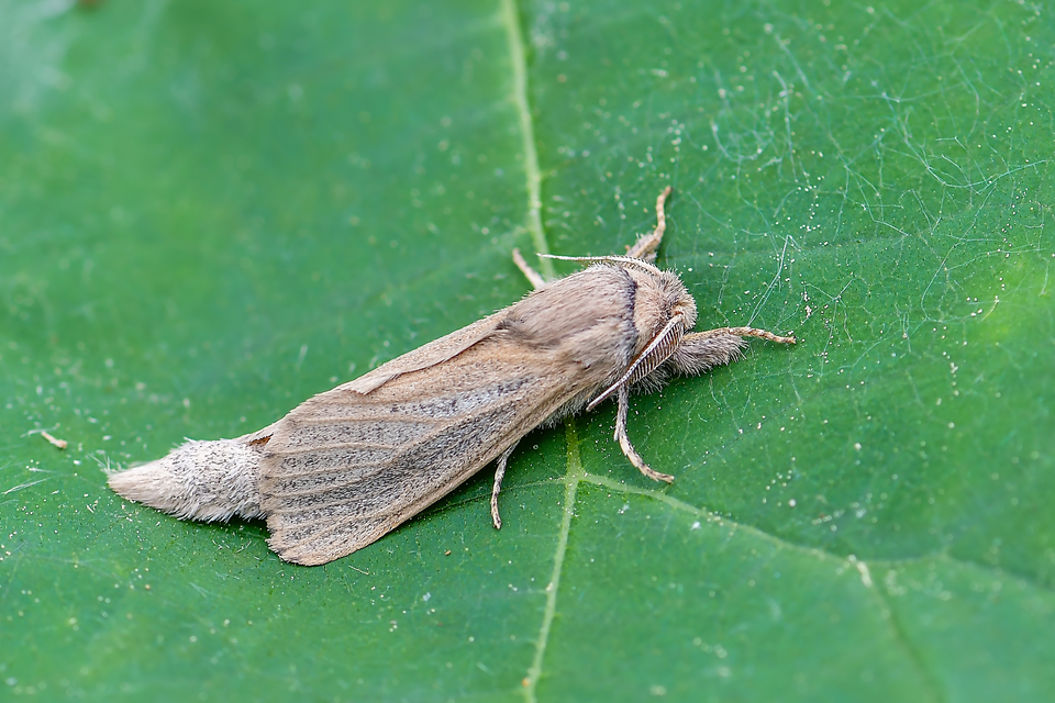Phragmataecia castaneae - nádfúrólepke