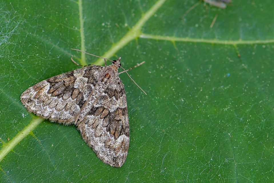 Thera variata/britannica