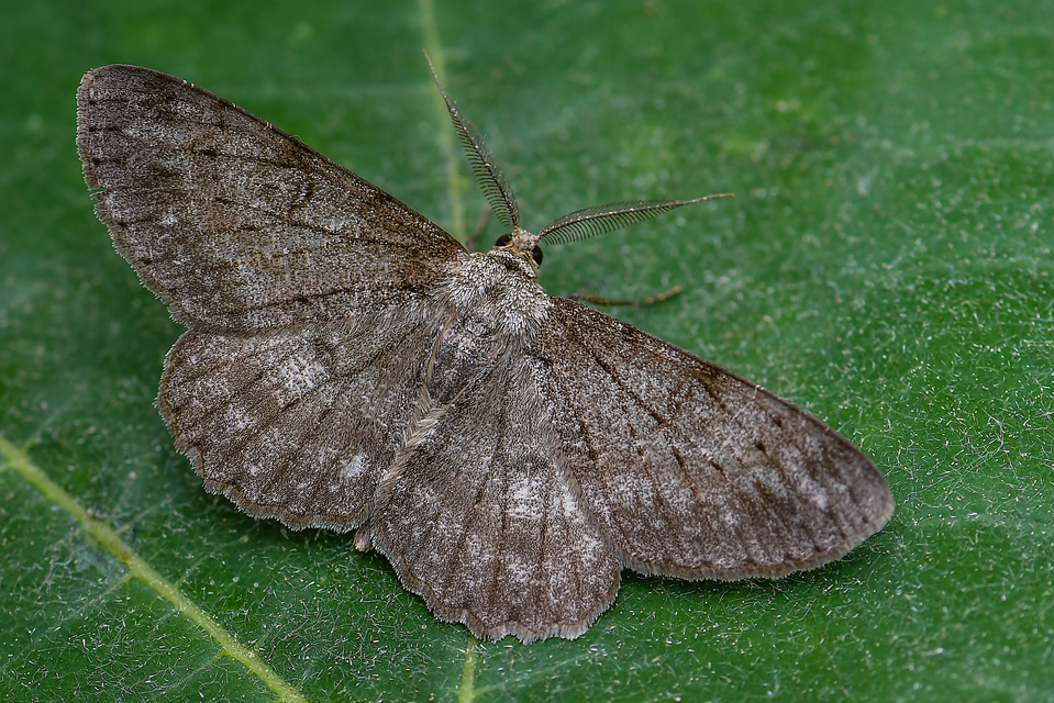 Hypomecis punctinalis - pettyes faaraszoló