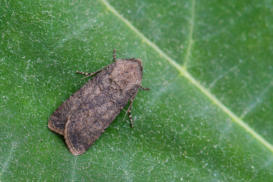 Agrotis segetum - vetési földibagoly