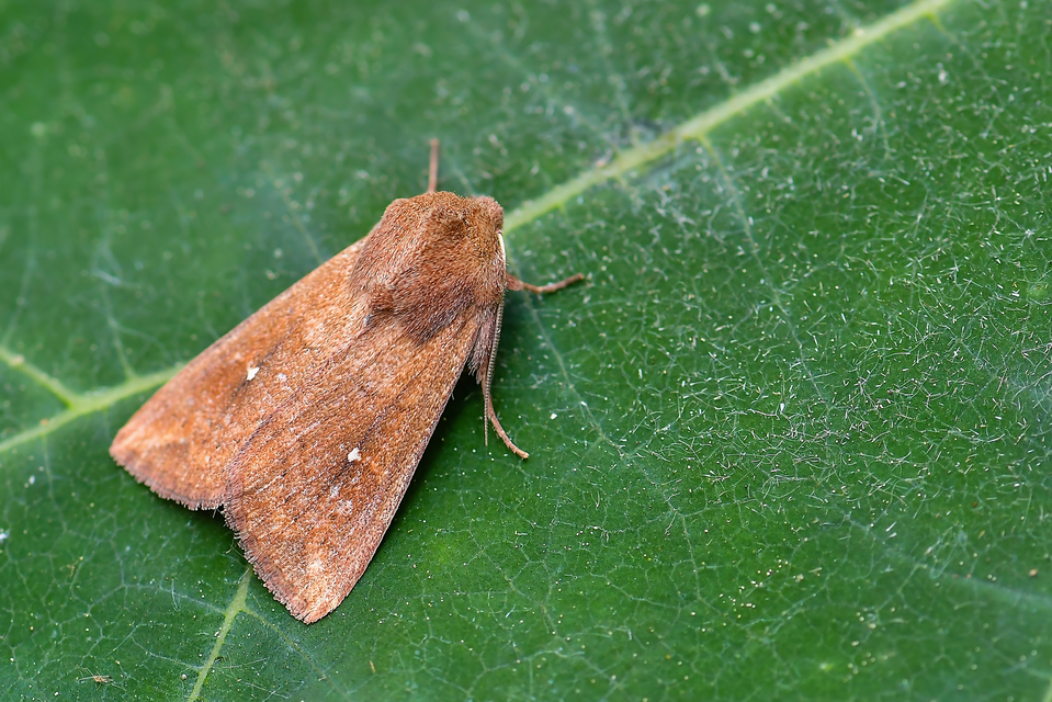 Mythimna albipuncta - fehérpettyes rétibagoly
