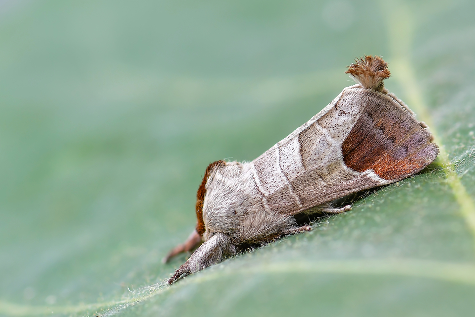 Clostera curtula - rövidszárnyú levélszövő