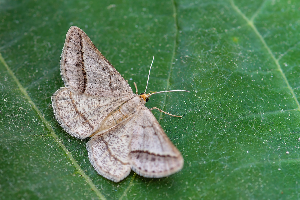 Tephrina arenacearia - lucerna-araszoló