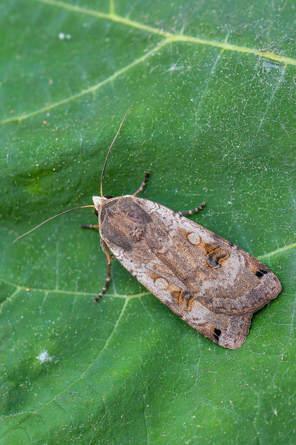 Noctua pronuba - nagy sárgafűbagoly