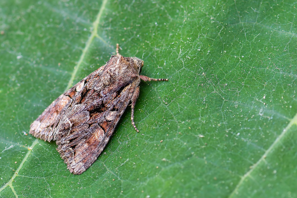 Lacanobia thalassina - borbolya-kertibagoly