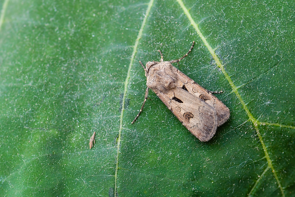 Agrotis exclamationis - felkiáltójeles földibagoly