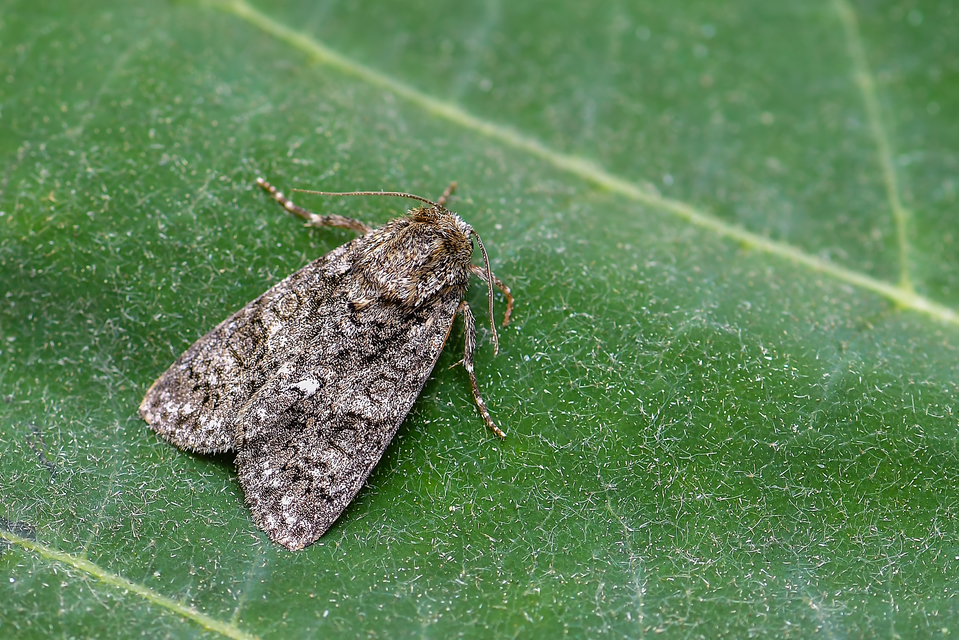 Acronicta rumicis - sóska-szigonyosbagoly