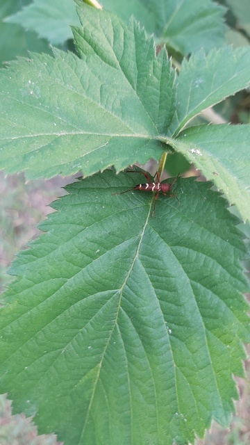 Neoclytus acuminatus - amerikai darázscincér