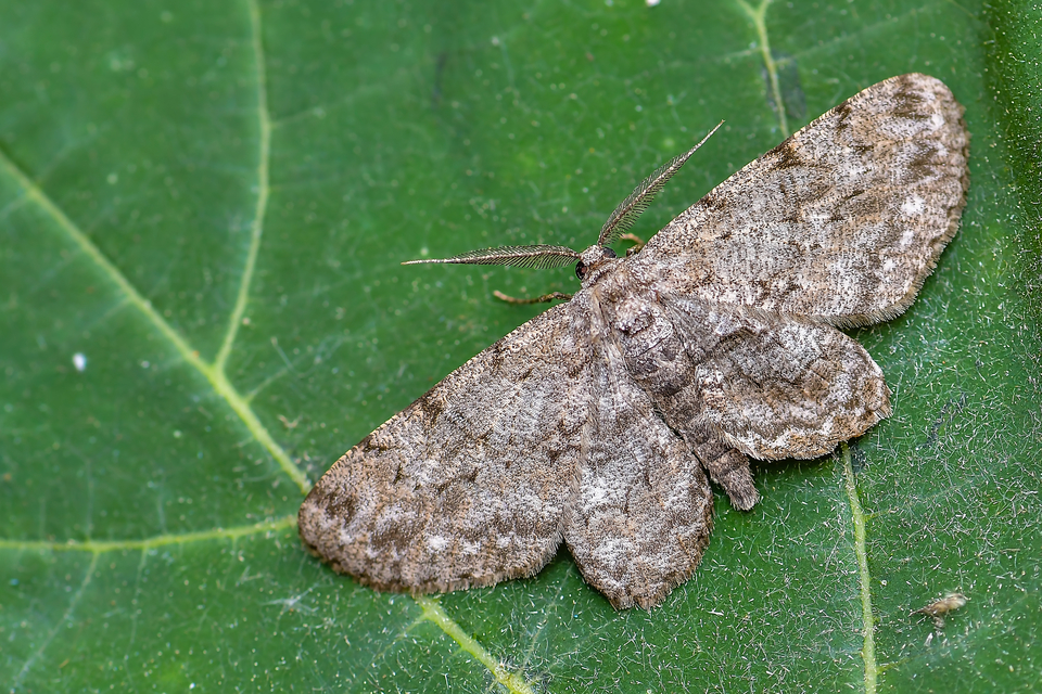 Hypomecis punctinalis - pettyes faaraszoló