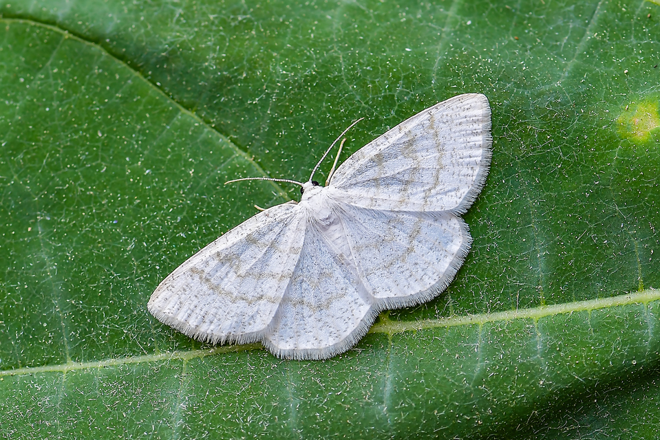 Cabera exanthemata - pettyes égeraraszoló