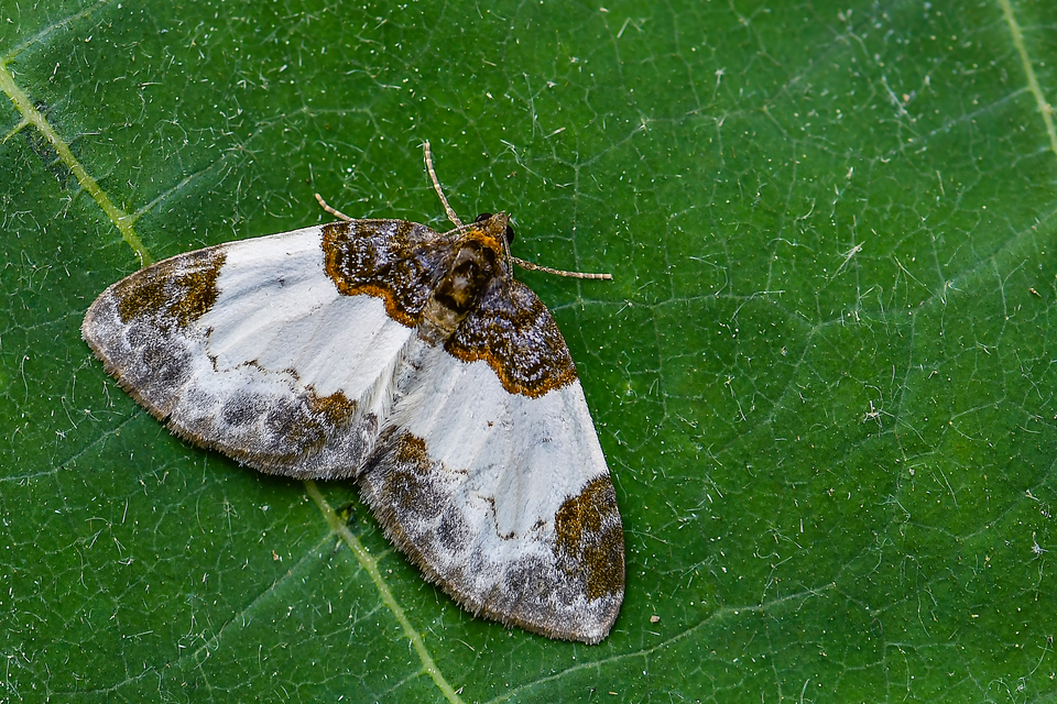 Mesoleuca albicillata - tarka fűzfaaraszoló
