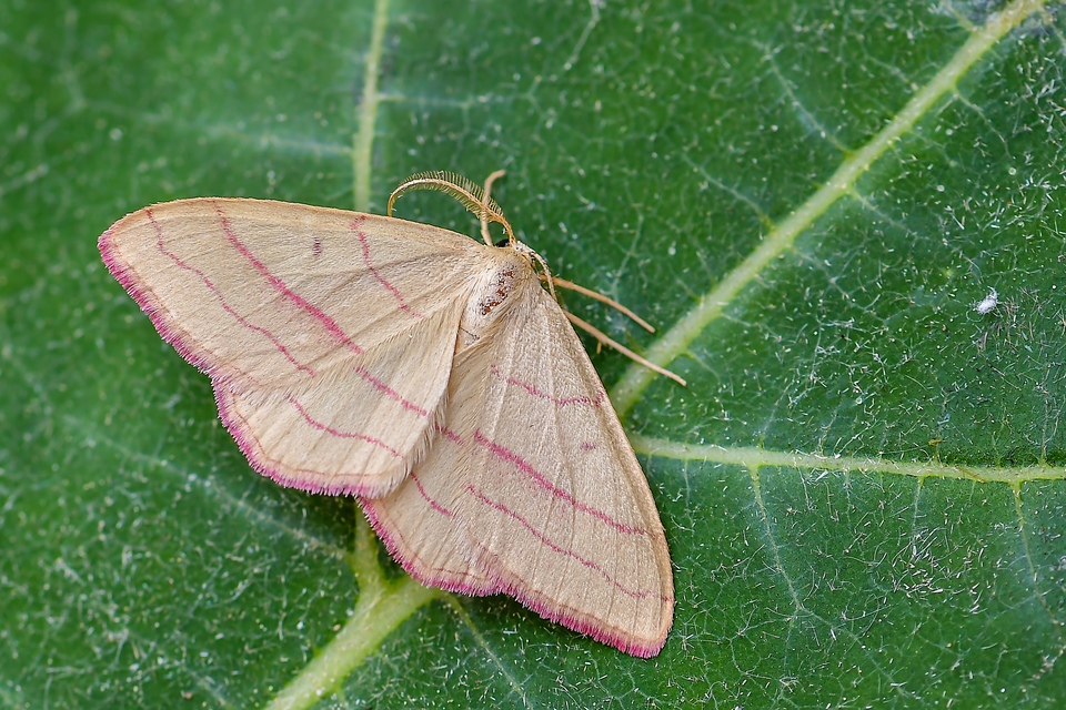 Rhodostrophia vibicaria - pirosszélű araszoló