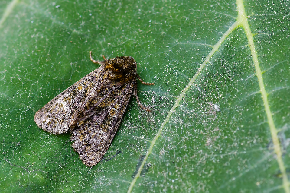 Craniophora ligustri - fagyalbagoly