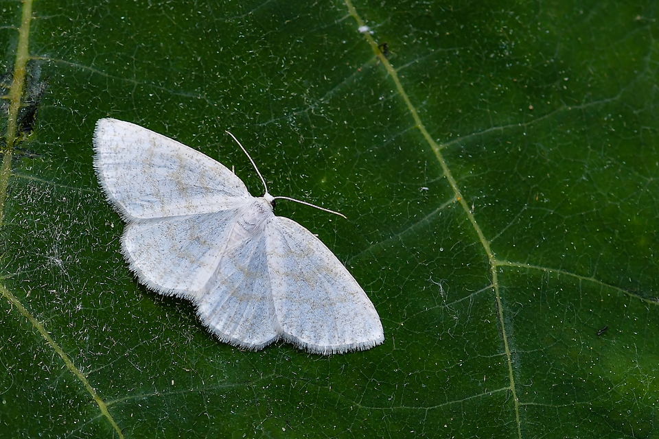 Cabera exanthemata - pettyes égeraraszoló